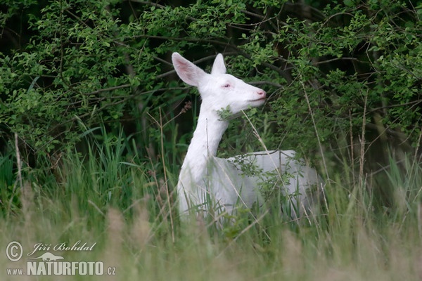 Roe Deer - Doe - Albino (Capreolus capreolus)