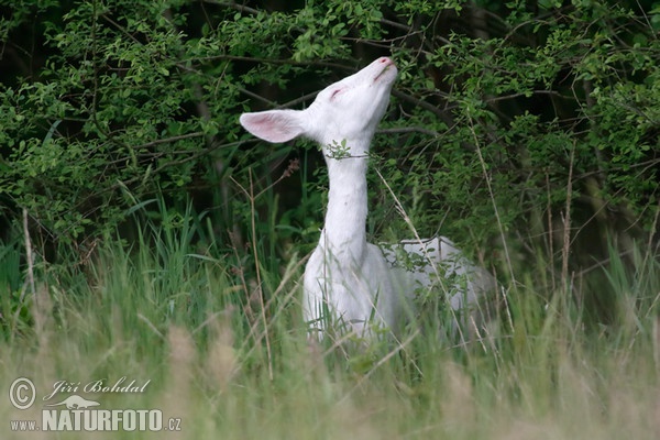 Roe Deer - Doe - Albino (Capreolus capreolus)