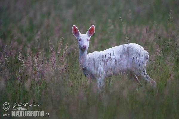 Roe Deer - Doe - Albino (Capreolus capreolus)