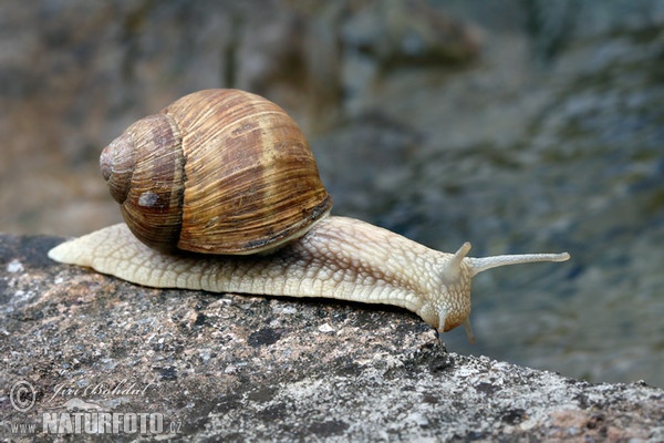 Roman Snail (Helix pomatia)