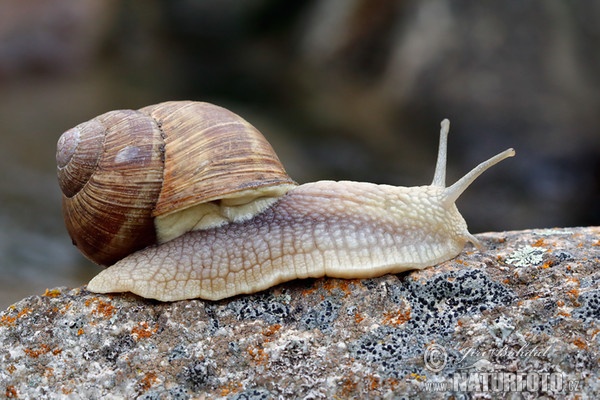 Roman Snail (Helix pomatia)