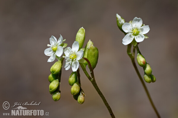 Rondfolia drozero