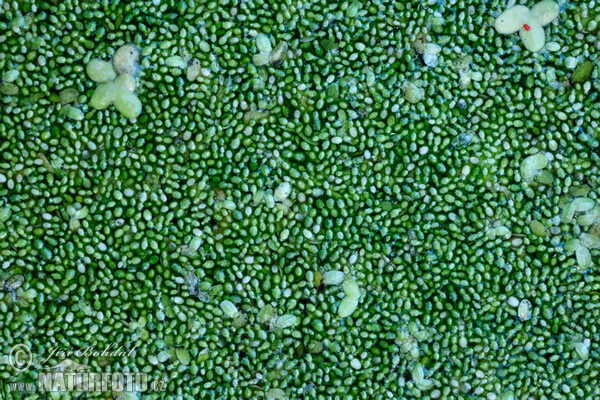 Rootless Duckweed (Wolffia arrhiza)