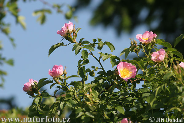 Rosa canina