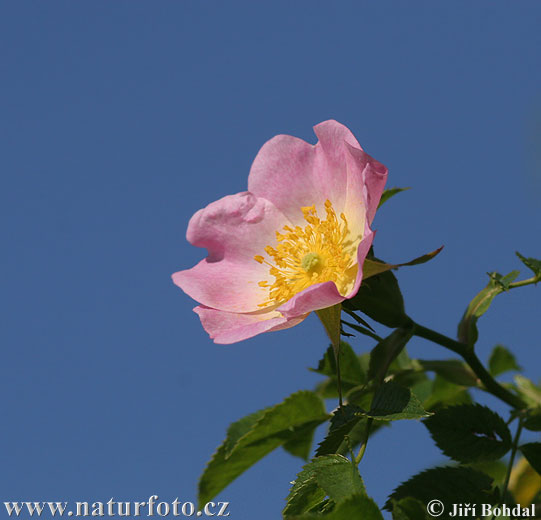 Rosa canina