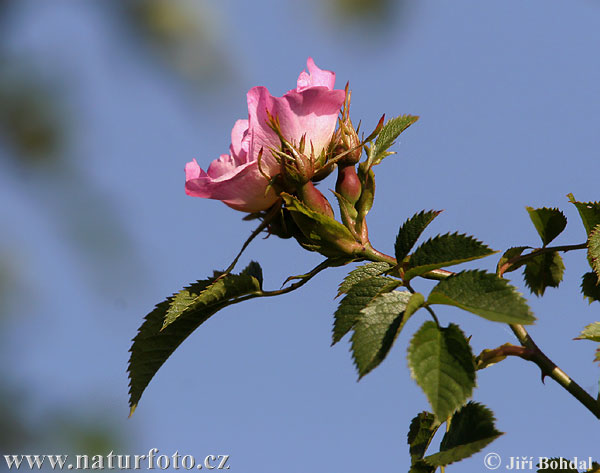 Rosa canina