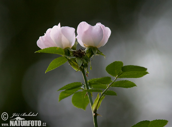 Rosa canina