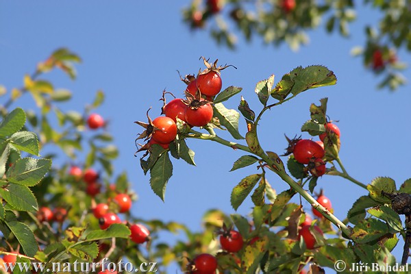 Rosa canina