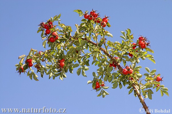 Rosa canina