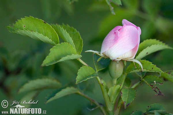 Rosa canina