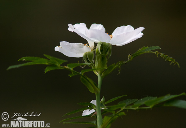 rosa-mosqueta