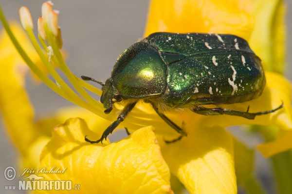 Rose Chafer (Cetonia aurata)