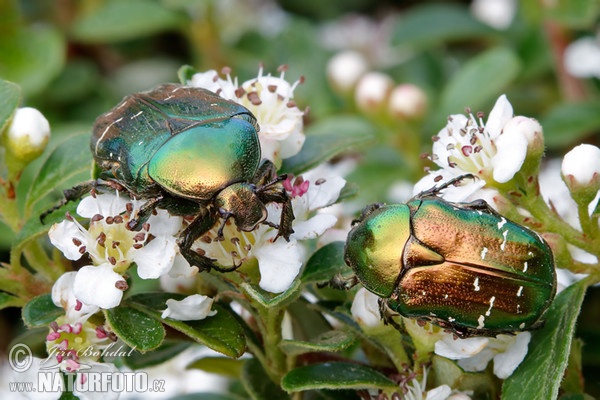 Rose Chafer (Cetonia aurata)