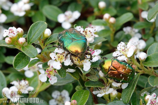 Rose Chafer (Cetonia aurata)