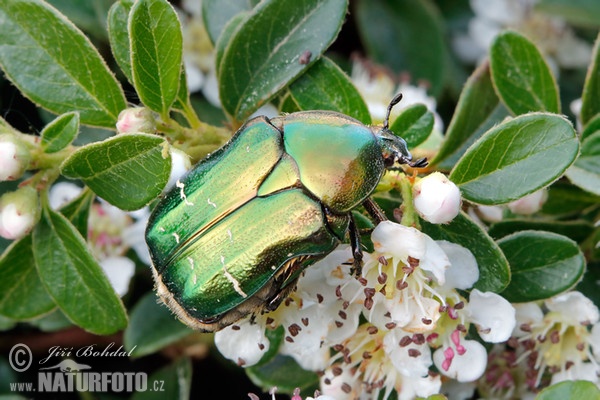 Rose Chafer (Cetonia aurata)