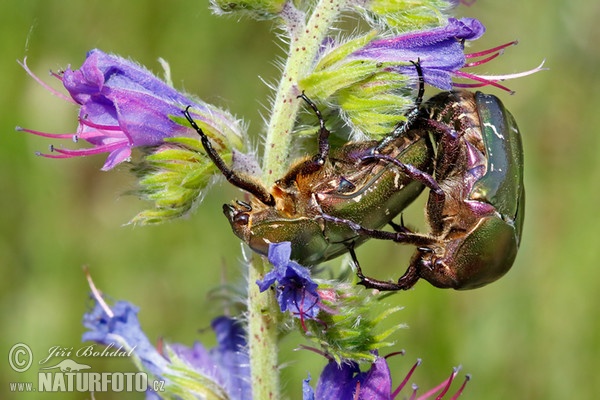 Rose Chafer (Cetonia aurata)