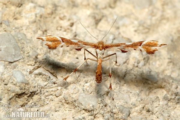 Rose Plime Moth (Cnaemidophorus rhododactyla)