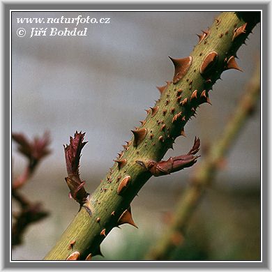 Roseslekta