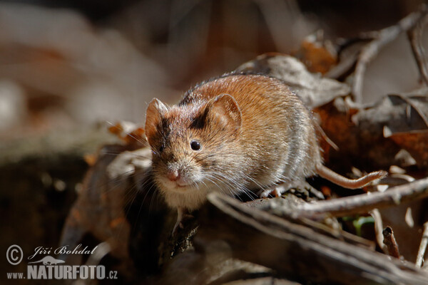 Rosse woelmuis