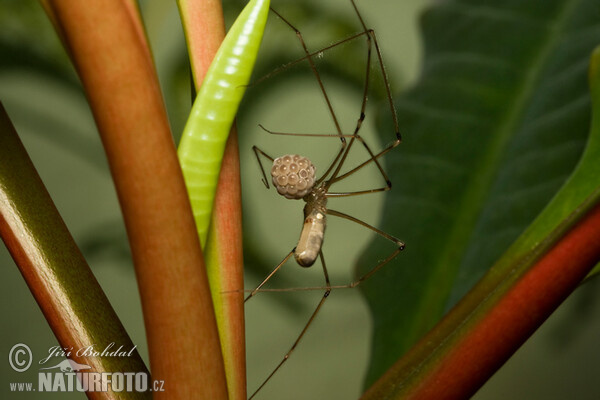 roße Zitterspinne