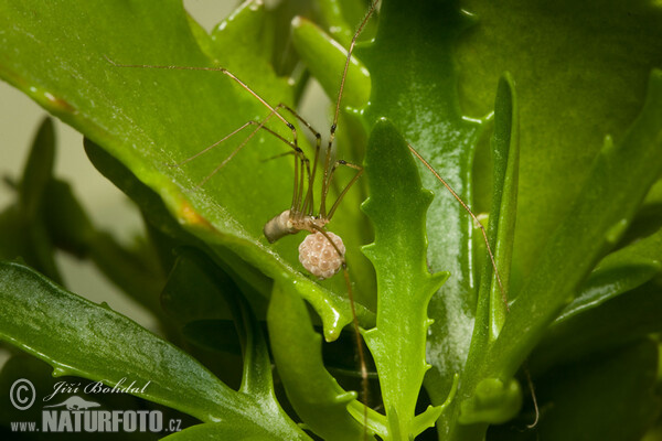 roße Zitterspinne