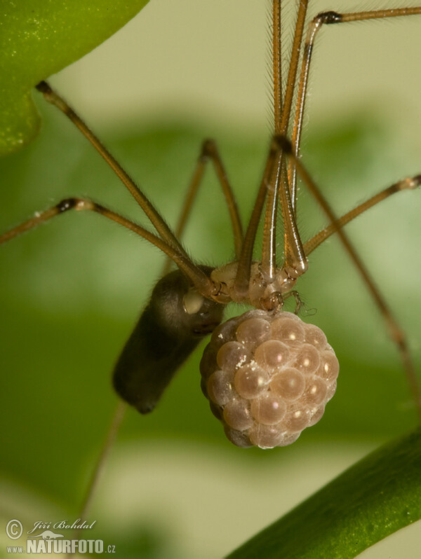 roße Zitterspinne