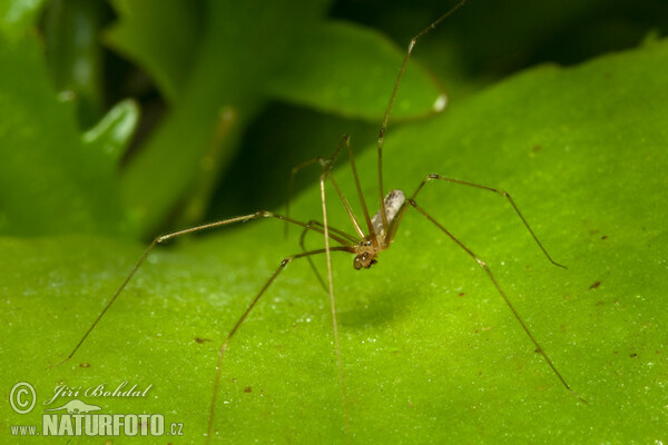 roße Zitterspinne