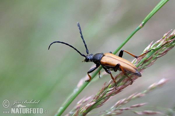 Rothalsbock (Leptura rubra)