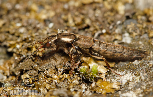 Rove Beetle (Ontholestes sp.)