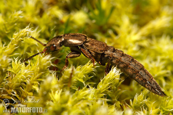 Rove Beetle (Ontholestes sp.)