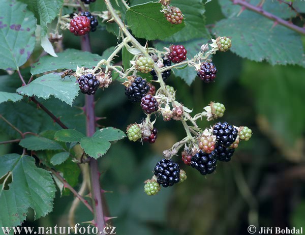 Rubus bifrons