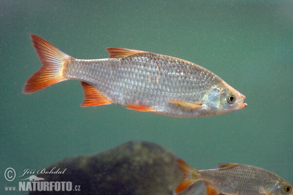 Rudd (Scardinius erythrophthalmus)