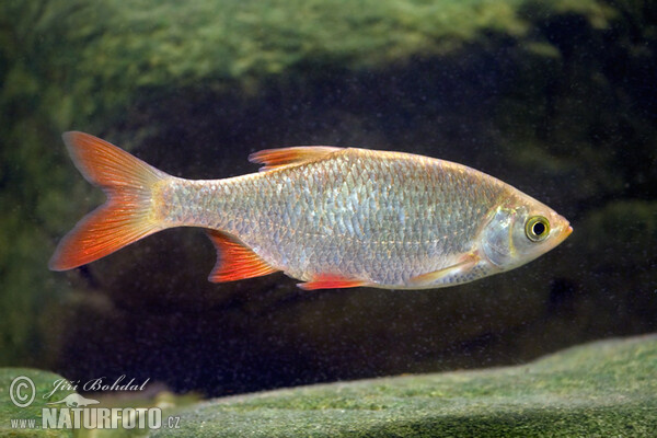 Rudd (Scardinius erythrophthalmus)