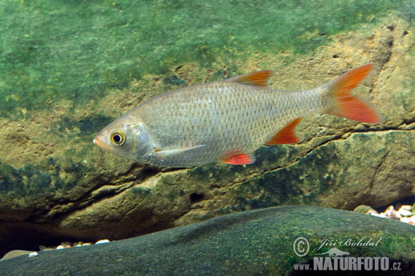 Rudd (Scardinius erythrophthalmus)