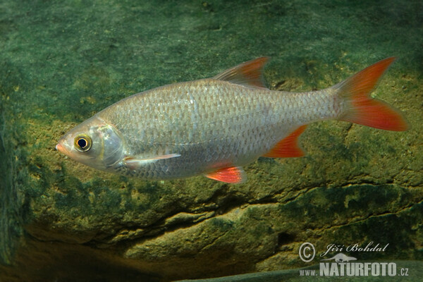 Rudd (Scardinius erythrophthalmus)