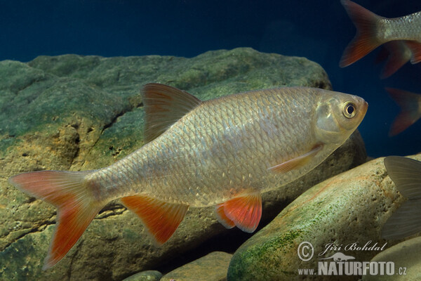 Rudd (Scardinius erythrophthalmus)