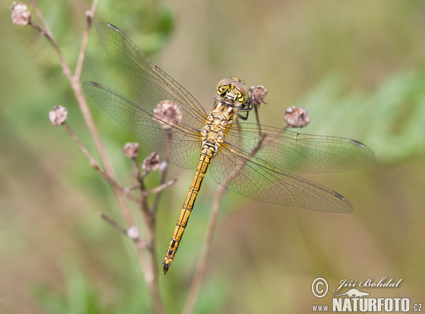 Ruddy Darter, libélula flecha roja