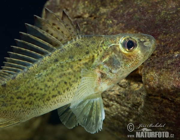 Ruffe (Gymnocephalus cernuus)