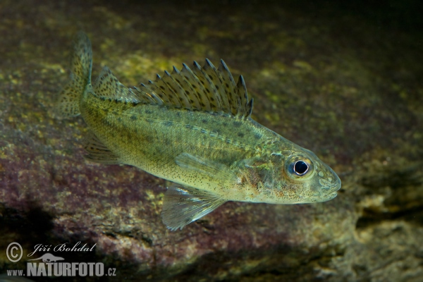 Ruffe (Gymnocephalus cernuus)