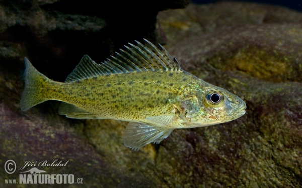 Ruffe (Gymnocephalus cernuus)