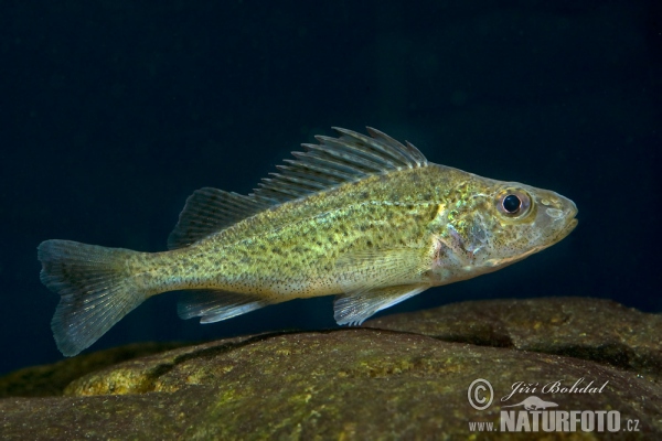 Ruffe (Gymnocephalus cernuus)