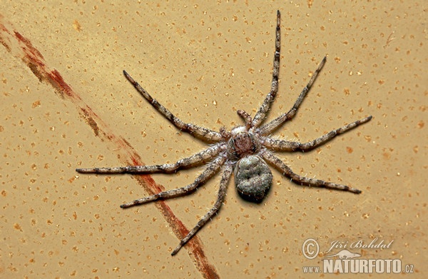 Running Crab Spider (Philodromus margaritatus)