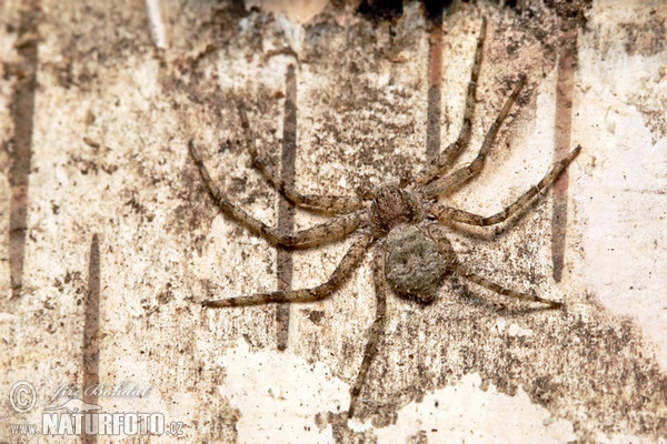 Running Crab Spider (Philodromus margaritatus)