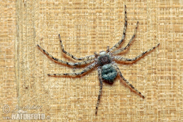 Running Crab Spider (Philodromus margaritatus)