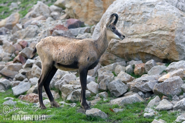 Rupicapra rupicapra