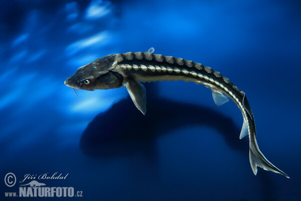 Russian Sturgeon (Acipenser gueldenstaedti)