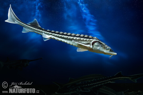 Russian Sturgeon (Acipenser gueldenstaedti)