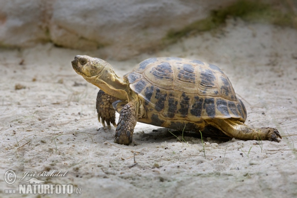 Russian Tortoise (Testudo horsfieldii)