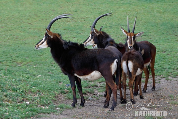 Sable Antelope (Hippotragus niger)