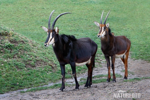 Sable Antelope (Hippotragus niger)